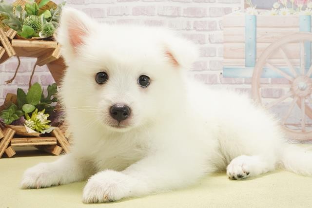三重県の日本スピッツ (Coo&RIKU四日市店/2025年6月5日生まれ/男の子/ホワイト)の子犬の3枚目の画像