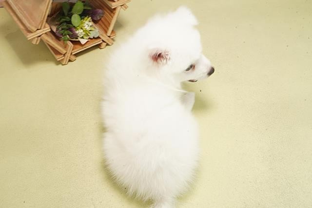 三重県の日本スピッツ (Coo&RIKU四日市店/2025年6月5日生まれ/男の子/ホワイト)の子犬の4枚目の画像