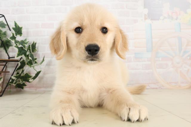 福岡県のゴールデンレトリバー (Coo&RIKU小倉店/2025年6月8日生まれ/女の子/ゴールド)の子犬