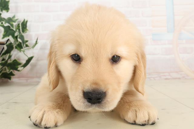鹿児島県のゴールデンレトリバー (Coo&RIKU霧島店/2025年6月8日生まれ/女の子/ゴールド)の子犬の1枚目の画像
