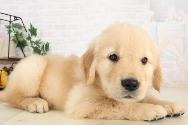鹿児島県のゴールデンレトリバー (Coo&RIKU霧島店/2025年6月8日生まれ/女の子/ゴールド)の子犬の2枚目の画像