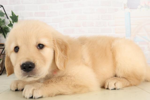 鹿児島県のゴールデンレトリバー (Coo&RIKU霧島店/2025年6月8日生まれ/女の子/ゴールド)の子犬の3枚目の画像