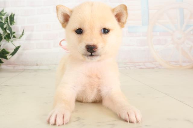 大分県の豆柴 (Coo&RIKU大分店/2025年6月5日生まれ/女の子/白)の子犬の1枚目の画像