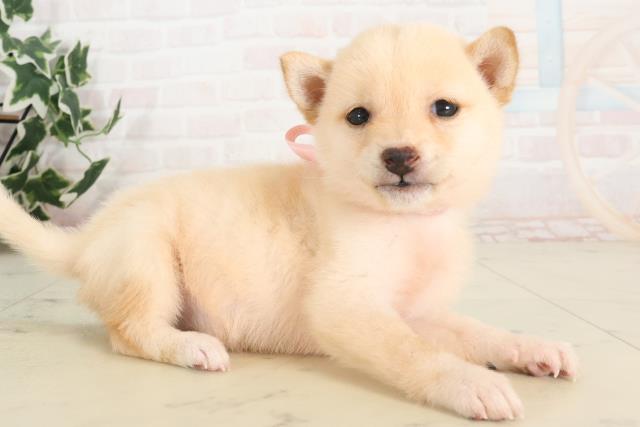 大分県の豆柴 (Coo&RIKU大分店/2025年6月5日生まれ/女の子/白)の子犬の2枚目の画像
