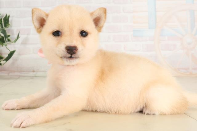 大分県の豆柴 (Coo&RIKU大分店/2025年6月5日生まれ/女の子/白)の子犬の3枚目の画像