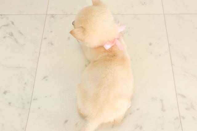 大分県の豆柴 (Coo&RIKU大分店/2025年6月5日生まれ/女の子/白)の子犬の4枚目の画像