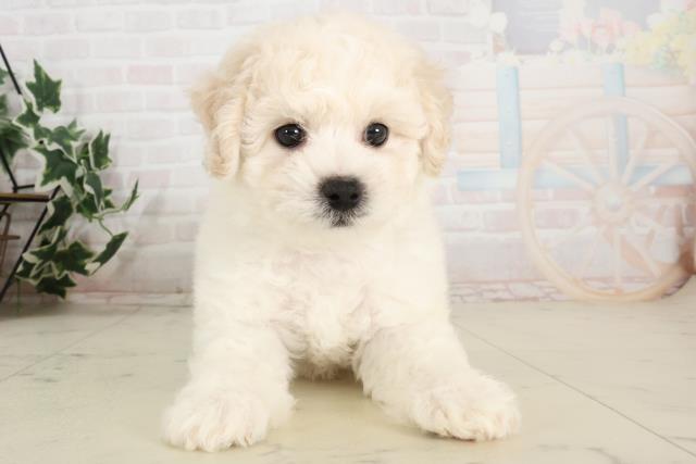 福岡県のビションフリーゼ (Coo&RIKU福岡東店/2025年6月3日生まれ/男の子/ホワイト)の子犬の1枚目の画像