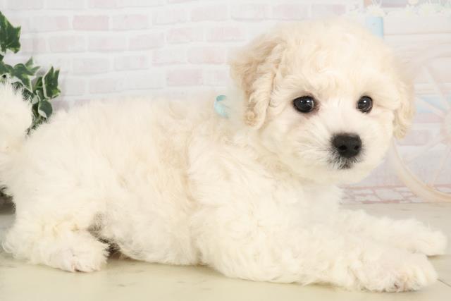 福岡県のビションフリーゼ (Coo&RIKU福岡東店/2025年6月3日生まれ/男の子/ホワイト)の子犬の2枚目の画像