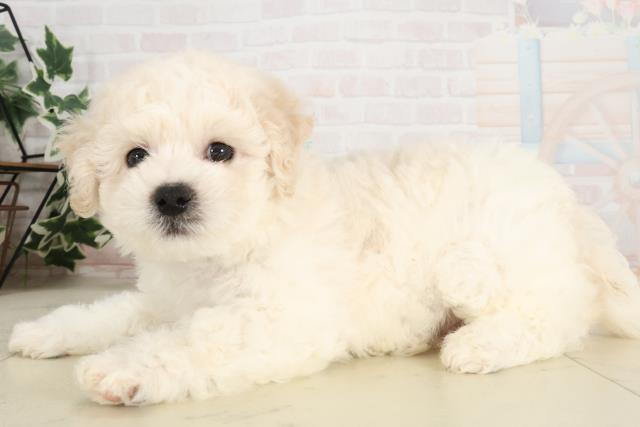 福岡県のビションフリーゼ (Coo&RIKU福岡東店/2025年6月3日生まれ/男の子/ホワイト)の子犬の3枚目の画像