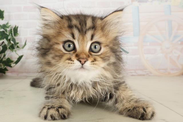 大分県のサイベリアン (Coo&RIKU大分店/2025年6月8日生まれ/男の子/ブラウンタビー)の子猫の1枚目の画像
