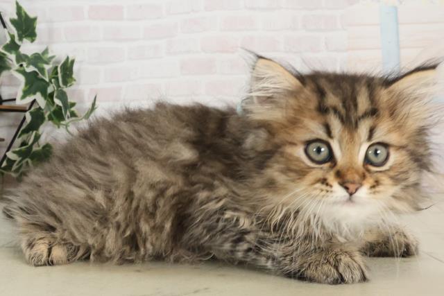 大分県のサイベリアン (Coo&RIKU大分店/2025年6月8日生まれ/男の子/ブラウンタビー)の子猫の2枚目の画像