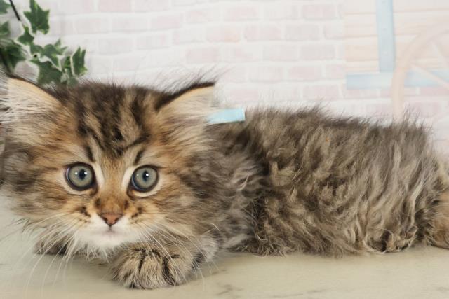 大分県のサイベリアン (Coo&RIKU大分店/2025年6月8日生まれ/男の子/ブラウンタビー)の子猫の3枚目の画像