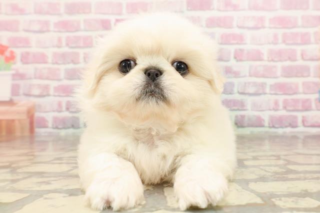 東京都のペキニーズ (Coo&RIKU武蔵小山店/2025年6月5日生まれ/男の子/ホワイト)の子犬の1枚目の画像