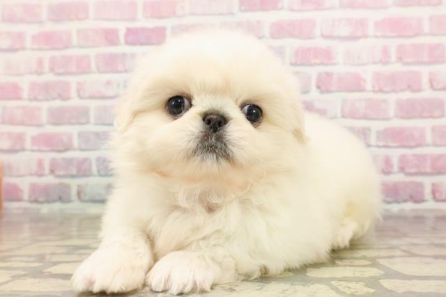 東京都のペキニーズ (Coo&RIKU武蔵小山店/2025年6月5日生まれ/男の子/ホワイト)の子犬の2枚目の画像