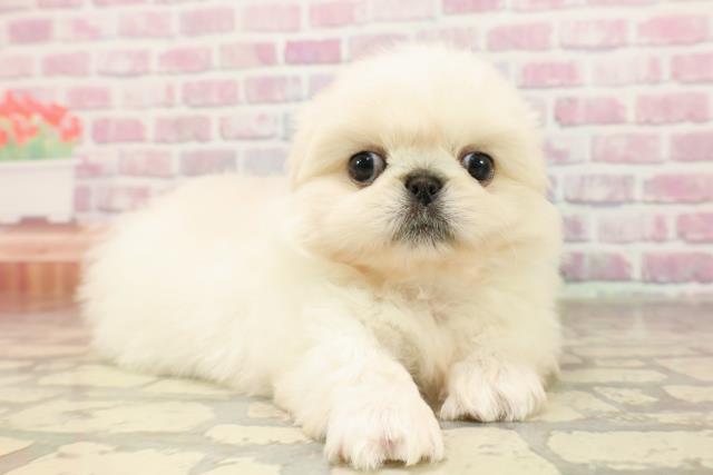 東京都のペキニーズ (Coo&RIKU武蔵小山店/2025年6月5日生まれ/男の子/ホワイト)の子犬の3枚目の画像