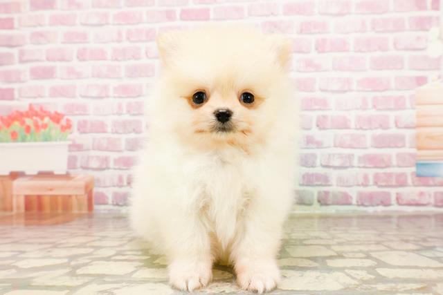 長野県のポメラニアン (Coo&RIKU綿半庄内店/2025年5月30日生まれ/男の子/クリーム)の子犬の1枚目の画像