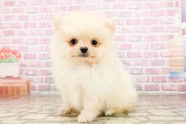 長野県のポメラニアン (Coo&RIKU綿半庄内店/2025年5月30日生まれ/男の子/クリーム)の子犬の2枚目の画像