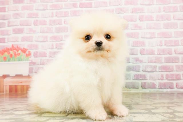 長野県のポメラニアン (Coo&RIKU綿半庄内店/2025年5月30日生まれ/男の子/クリーム)の子犬の3枚目の画像
