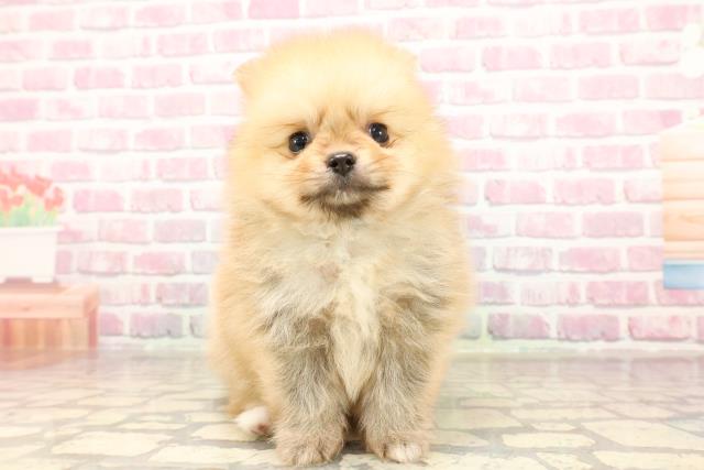 神奈川県のポメラニアン (Coo&RIKU長津田店/2025年5月30日生まれ/男の子/オレンジセーブル)の子犬