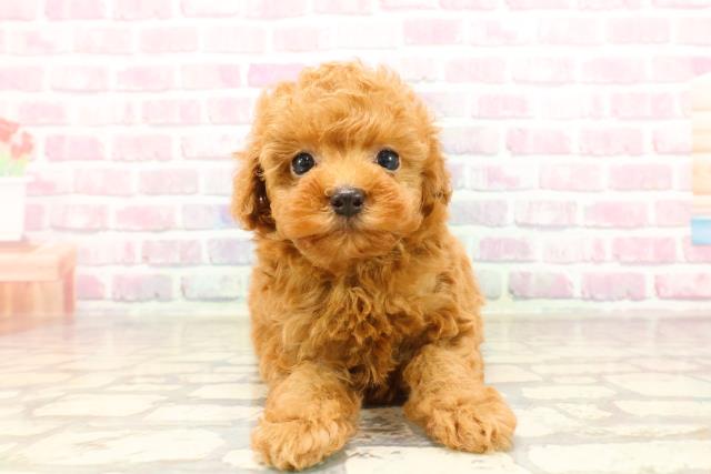 東京都のトイプードル(トイ) (Coo&RIKU高円寺店/2025年6月5日生まれ/男の子/レッド)の子犬