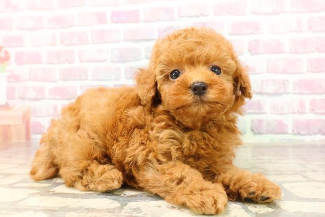 東京都のトイプードル(トイ) (Coo&RIKU高円寺店/2025年6月5日生まれ/男の子/レッド)の子犬の3枚目の画像