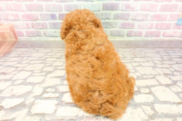 東京都のトイプードル(トイ) (Coo&RIKU高円寺店/2025年6月5日生まれ/男の子/レッド)の子犬の4枚目の画像