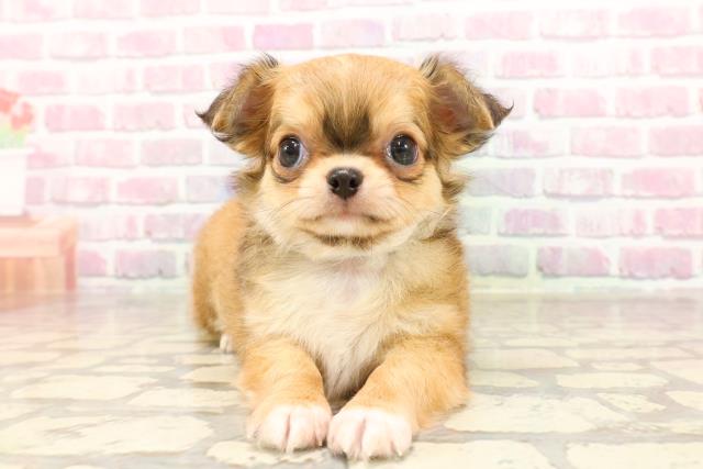 埼玉県のチワワ(ロング) (Coo&RIKU桶川店/2025年6月5日生まれ/男の子/レッド)の子犬