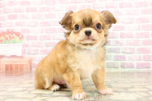 埼玉県のチワワ(ロング) (Coo&RIKU桶川店/2025年6月5日生まれ/男の子/レッド)の子犬の3枚目の画像