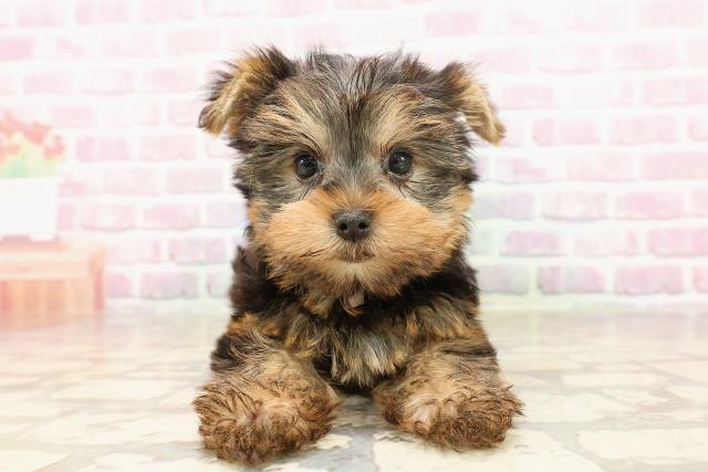 東京都のヨークシャーテリア (Coo&RIKU赤坂店/2025年6月8日生まれ/女の子/スチールブルータン)の子犬
