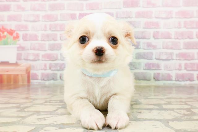 群馬県のチワワ(ロング) (Coo&RIKU前橋店/2025年6月9日生まれ/男の子/クリームホワイト)の子犬の1枚目の画像