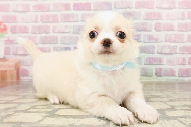 群馬県のチワワ(ロング) (Coo&RIKU前橋店/2025年6月9日生まれ/男の子/クリームホワイト)の子犬の3枚目の画像