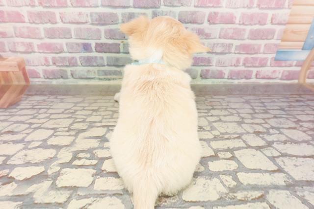群馬県のチワワ(ロング) (Coo&RIKU前橋店/2025年6月9日生まれ/男の子/クリームホワイト)の子犬の4枚目の画像