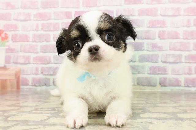 茨城県のチワワ(ロング) (Coo&RIKU日立店/2025年6月8日生まれ/男の子/ホワイトブラックタン)の子犬の1枚目の画像