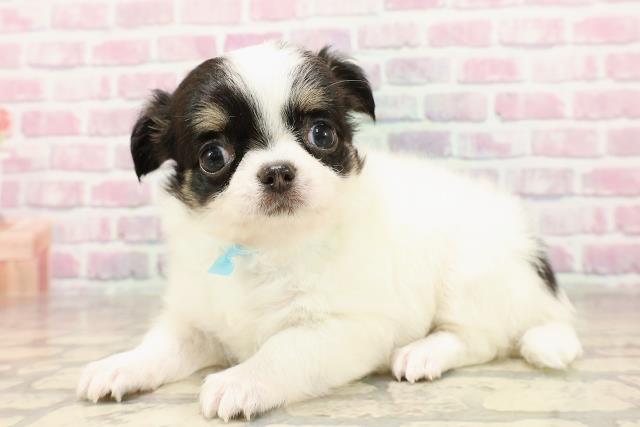茨城県のチワワ(ロング) (Coo&RIKU日立店/2025年6月8日生まれ/男の子/ホワイトブラックタン)の子犬の2枚目の画像