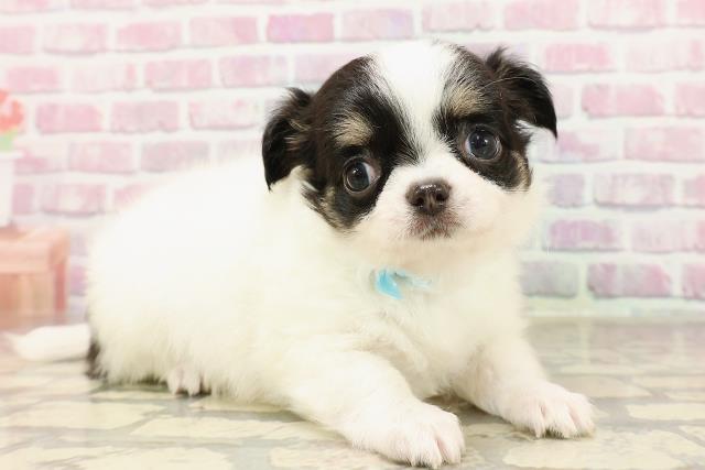 茨城県のチワワ(ロング) (Coo&RIKU日立店/2025年6月8日生まれ/男の子/ホワイトブラックタン)の子犬の3枚目の画像