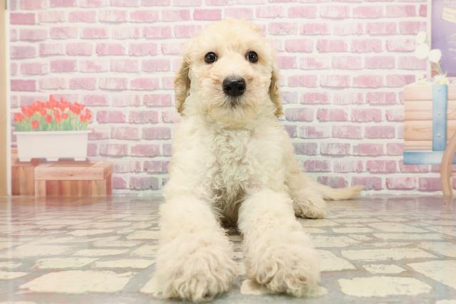 神奈川県のスタンダードプードル (Coo&RIKU横須賀店/2025年6月6日生まれ/女の子/クリーム)の子犬の1枚目の画像
