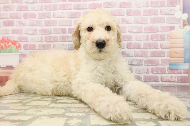 神奈川県のスタンダードプードル (Coo&RIKU横須賀店/2025年6月6日生まれ/女の子/クリーム)の子犬の3枚目の画像