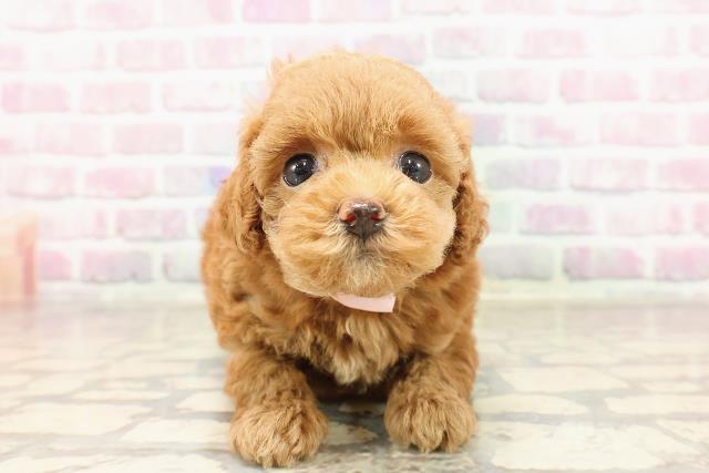 東京都のトイプードル(トイ) (Coo&RIKU浅草店/2025年6月5日生まれ/女の子/レッド)の子犬