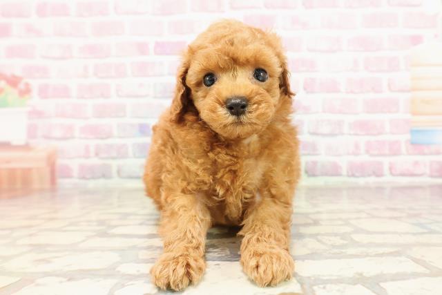 新潟県のトイプードル(トイ) (Coo&RIKU新潟東店/2025年6月5日生まれ/男の子/レッド)の子犬の1枚目の画像