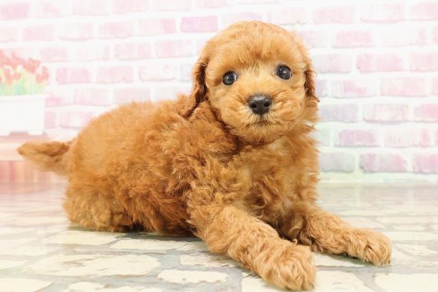 新潟県のトイプードル(トイ) (Coo&RIKU新潟東店/2025年6月5日生まれ/男の子/レッド)の子犬の3枚目の画像