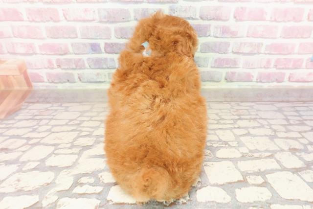 新潟県のトイプードル(トイ) (Coo&RIKU新潟東店/2025年6月5日生まれ/男の子/レッド)の子犬の4枚目の画像