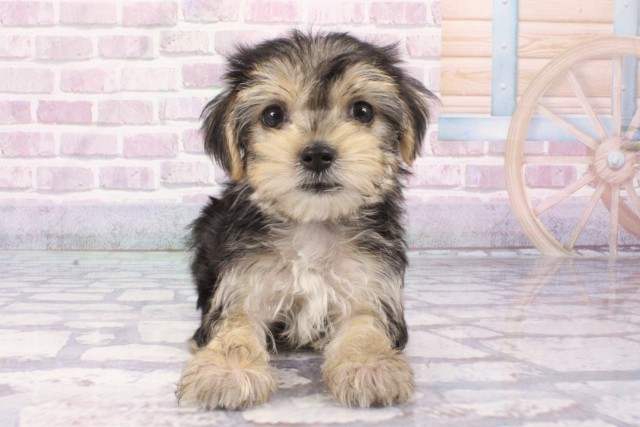 奈良県のハーフ犬・ミックス犬 (Coo&RIKU奈良新庄店/2025年6月8日生まれ/女の子/スチールブルー＆クリーム)の子犬