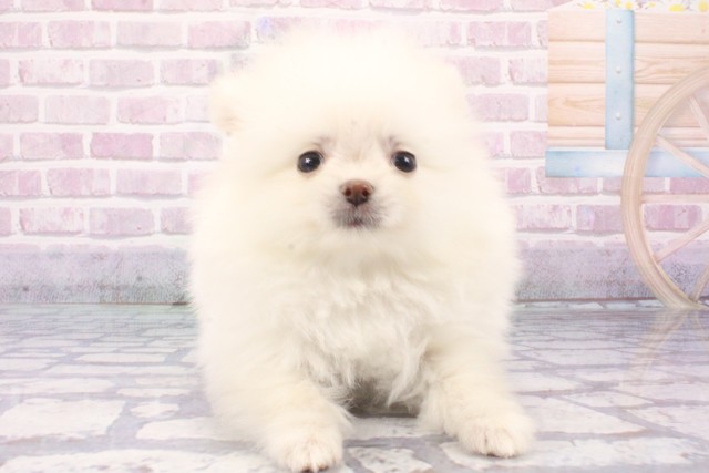 大阪府のポメラニアン (Coo&RIKU寝屋川店/2025年6月7日生まれ/男の子/ホワイト)の子犬の1枚目の画像