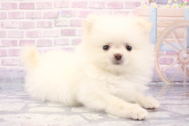 大阪府のポメラニアン (Coo&RIKU寝屋川店/2025年6月7日生まれ/男の子/ホワイト)の子犬の2枚目の画像