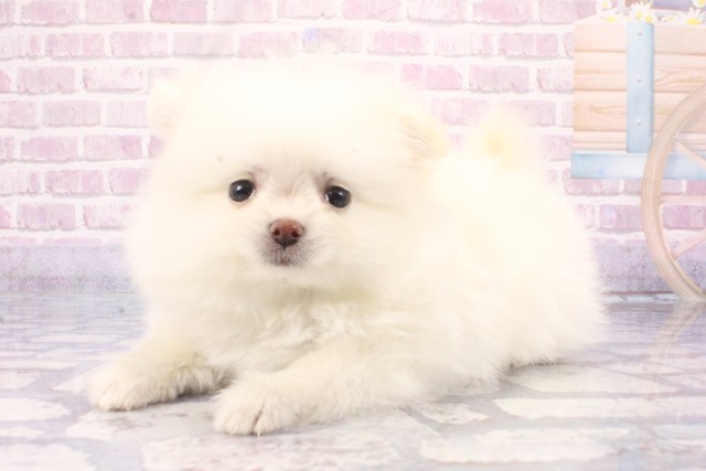 大阪府のポメラニアン (Coo&RIKU寝屋川店/2025年6月7日生まれ/男の子/ホワイト)の子犬の3枚目の画像
