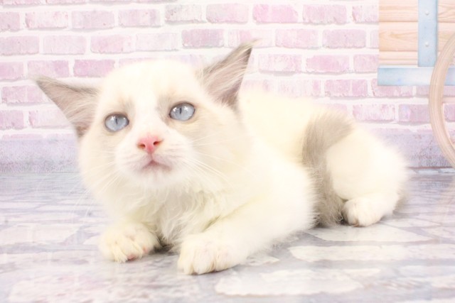 大阪府のラグドール (Coo&RIKU松原店/2025年5月23日生まれ/女の子/ブルーポイントバイカラー)の子猫の3枚目の画像