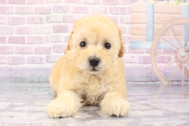 奈良県のトイプードル(トイ) (Coo&RIKU奈良新庄店/2025年6月3日生まれ/女の子/ペールフォーン)の子犬