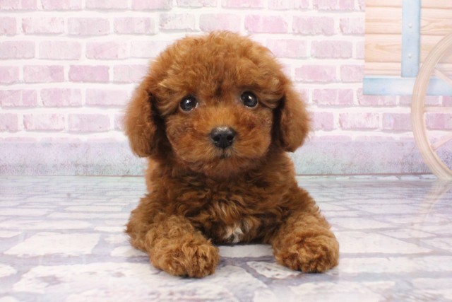大阪府のトイプードル(トイ) (Coo&RIKU寝屋川店/2025年6月8日生まれ/男の子/レッド)の子犬の1枚目の画像