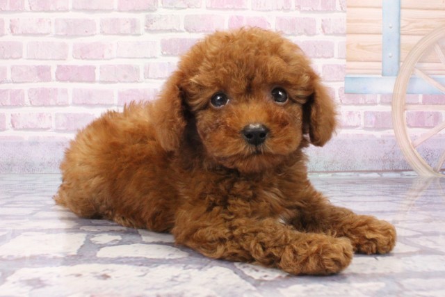 大阪府のトイプードル(トイ) (Coo&RIKU寝屋川店/2025年6月8日生まれ/男の子/レッド)の子犬の2枚目の画像