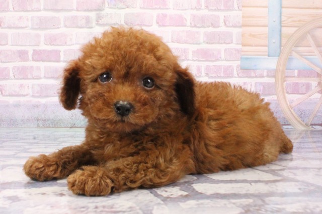 大阪府のトイプードル(トイ) (Coo&RIKU寝屋川店/2025年6月8日生まれ/男の子/レッド)の子犬の3枚目の画像